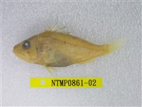 藏品(囊頭鮋)的圖片